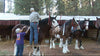 The Draft Horse Classic at the Nevada County Fairgrounds, Grass Valley, California