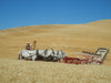 Palouse Threshing Bee: Threshing Wheat in Washington's Palouse, Using Draft Horses, Mules,  and Steam Power