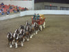 2011 World Clydesdale Show
