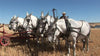 Palouse Threshing Bee: Threshing Wheat in Washington's Palouse, Using Draft Horses, Mules,  and Steam Power